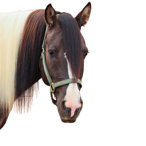 A brown and white horse head with a blaze and a green halter.